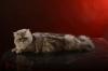 Новое на сайте - Питомник шотландских кошек Berri Gold.